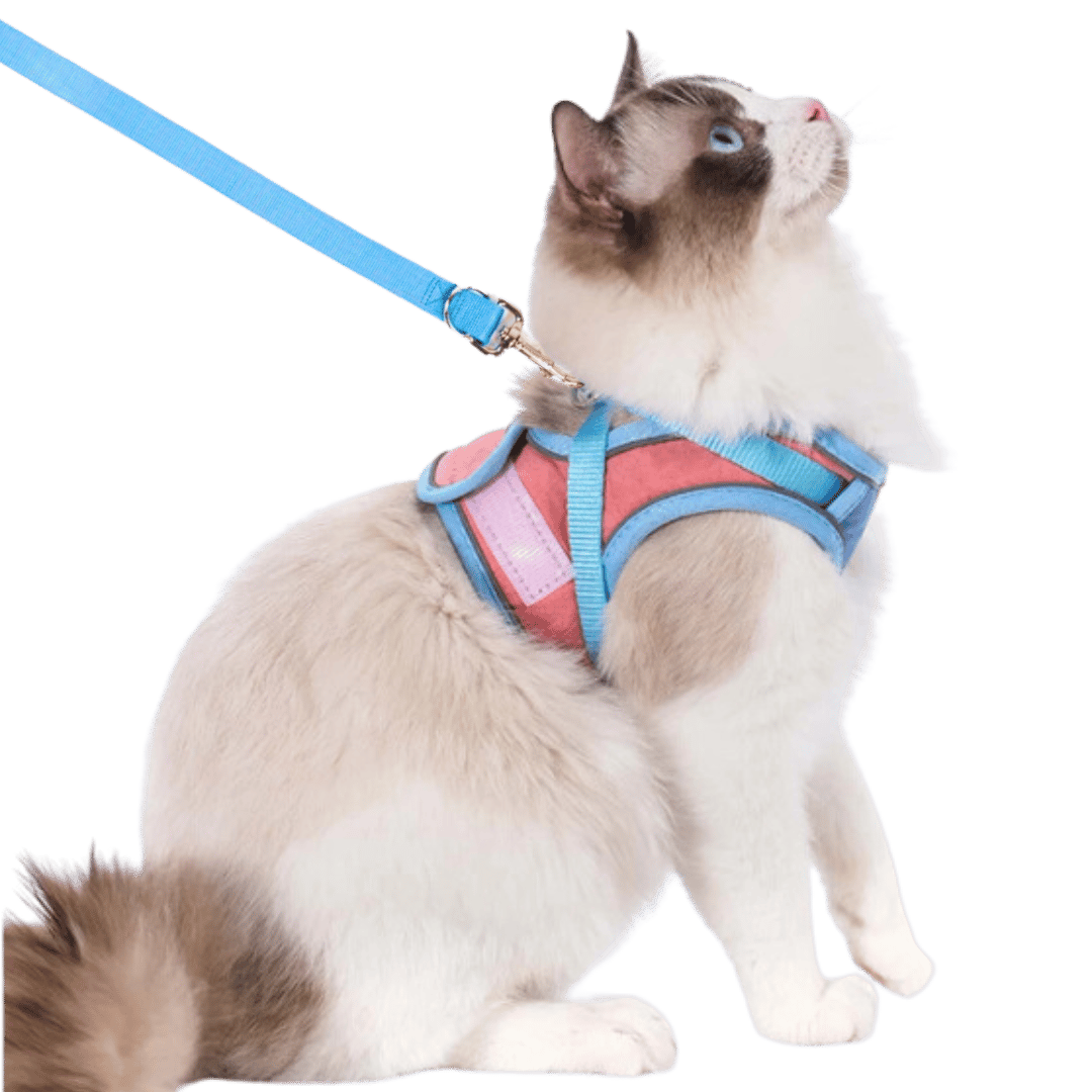 🔥Last Day Sale 50% OFF🔥Cat Harness & Leash-6