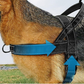 🏆LETZTER TAG DES SONDERANGEBOTS: NUR 9,99 €!!🎁✨Pawve™ No-Pull-Hundegeschirr – vom Tierarzt empfohlen: bequem, scheuerfrei und ausbruchsicher | Leicht, verstellbar und perfekt für jeden Spaziergang🐕