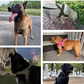 🏆LETZTER TAG DES SONDERANGEBOTS: NUR 9,99 €!!🎁✨Pawve™ No-Pull-Hundegeschirr – vom Tierarzt empfohlen: bequem, scheuerfrei und ausbruchsicher | Leicht, verstellbar und perfekt für jeden Spaziergang🐕