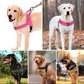 🏆LETZTER TAG DES SONDERANGEBOTS: NUR 9,99 €!!🎁✨Pawve™ No-Pull-Hundegeschirr – vom Tierarzt empfohlen: bequem, scheuerfrei und ausbruchsicher | Leicht, verstellbar und perfekt für jeden Spaziergang🐕